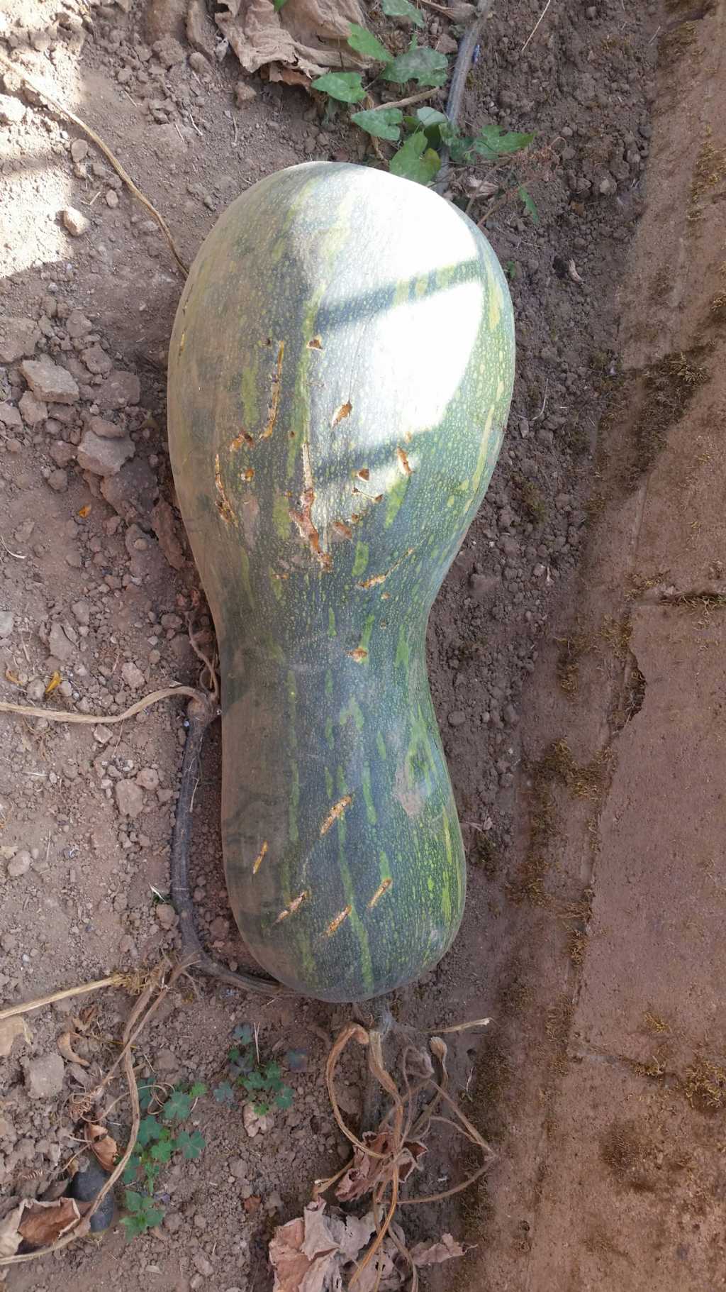 Zucca nel mio giardino